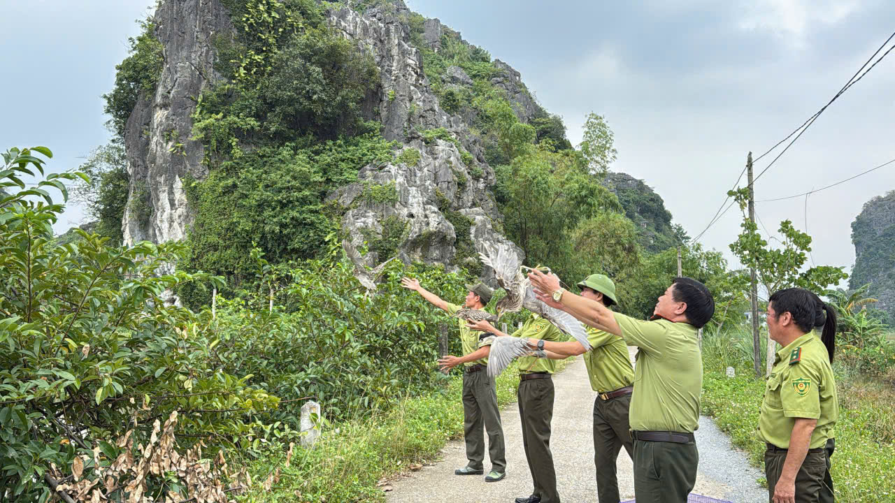 Chi cục Kiểm lâm vùng II phối hợp với Chi cục Lâm nghiệp và Kiểm lâm Ninh Bình tổ chức tuần tra, kiểm tra, xử lý tình trạng săn bắt, bẫy chim hoang dã, chim di cư trên địa bàn tỉnh Ninh Bình